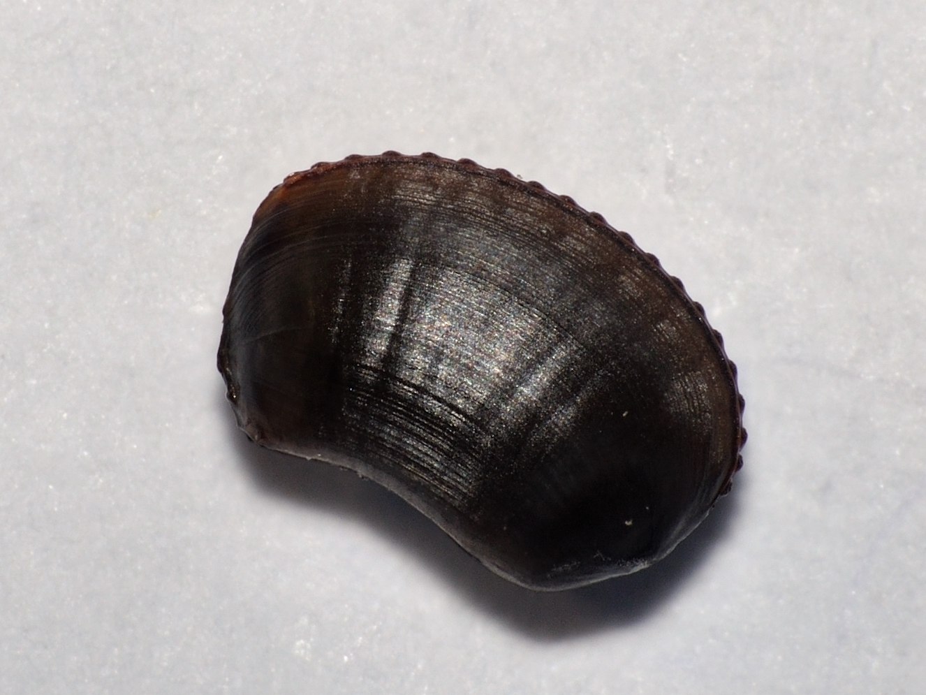 Ectobius sp.